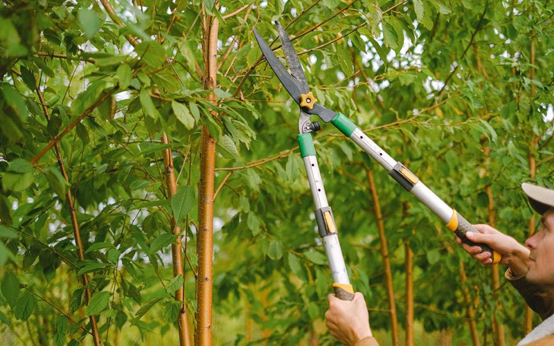 Tree trimming in Rome City, IN